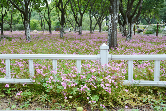 粉色花丛