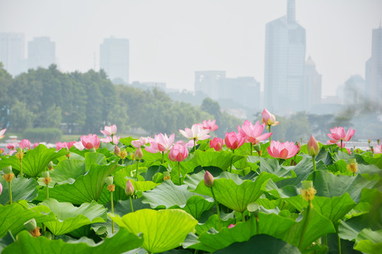 荷花绽放