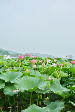 荷塘美景