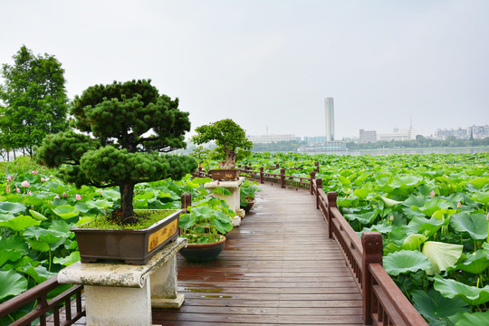 赏荷木栈道