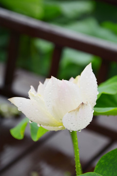 雨后荷花