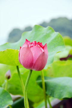 莲花花苞