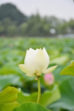 白莲花