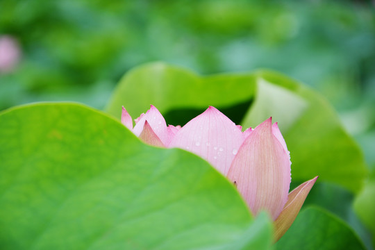 水珠荷花