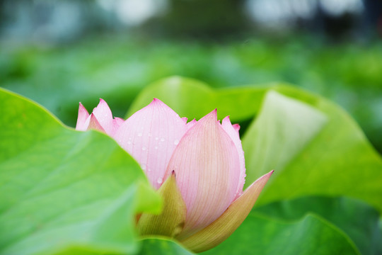 含苞欲放