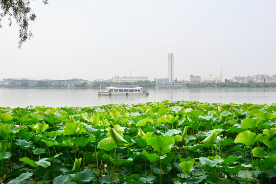 玄武湖风光荷塘