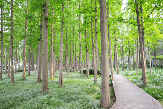 水杉林栈道