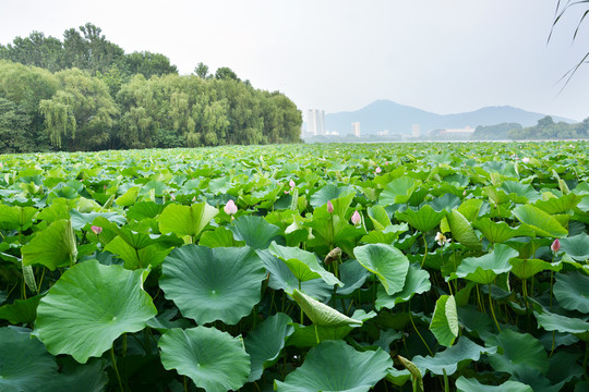 莲叶何田田