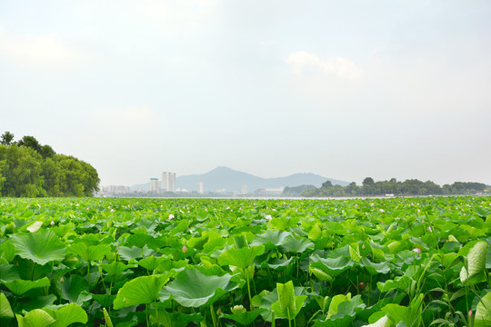 莲叶何田田