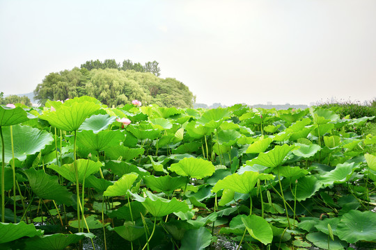 夏荷