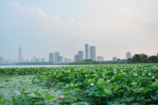 玄武湖风光荷塘