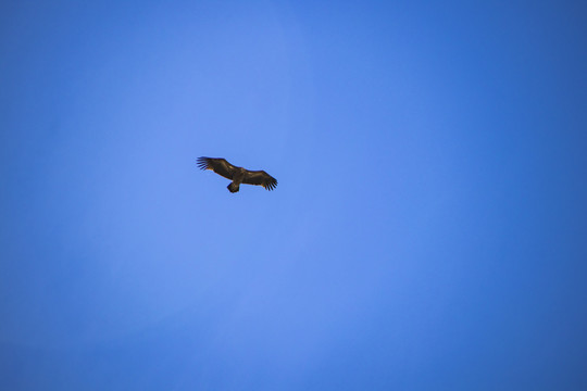 天空中的秃鹫