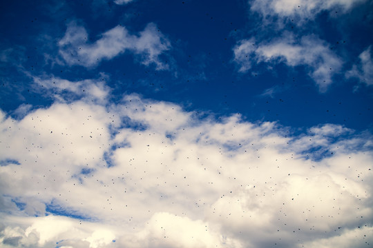 天空中的秃鹫