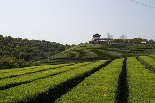 茶山