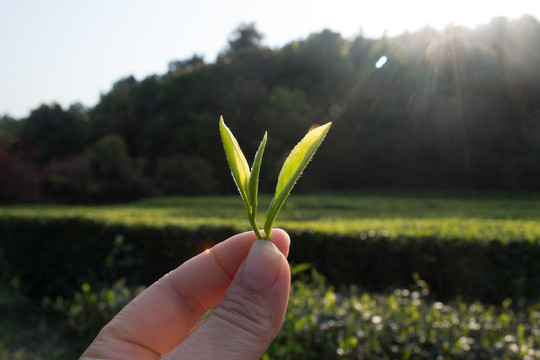 手拿茶叶