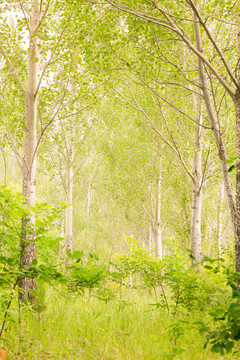 绿野仙踪小树林油画风景背景