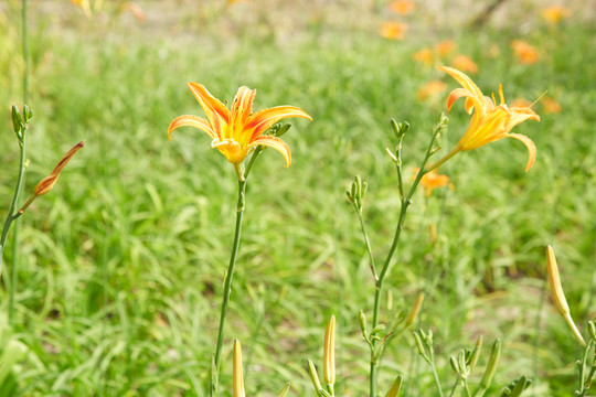 黄花菜