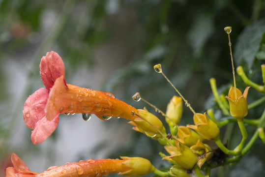 凌霄花