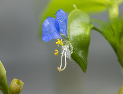 鸭舌草