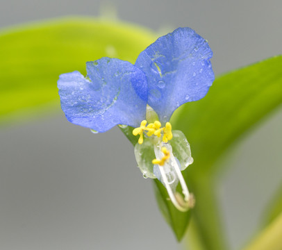 鸭舌草