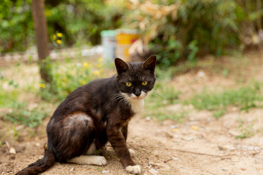 野猫