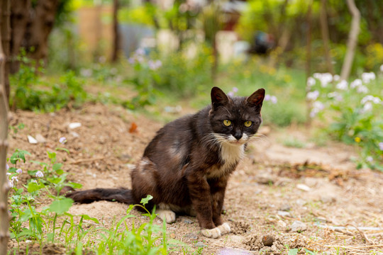 野猫