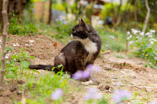 野猫