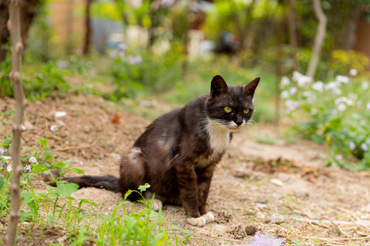 野猫