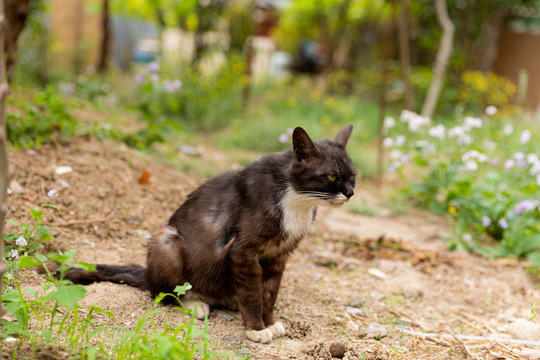 野猫