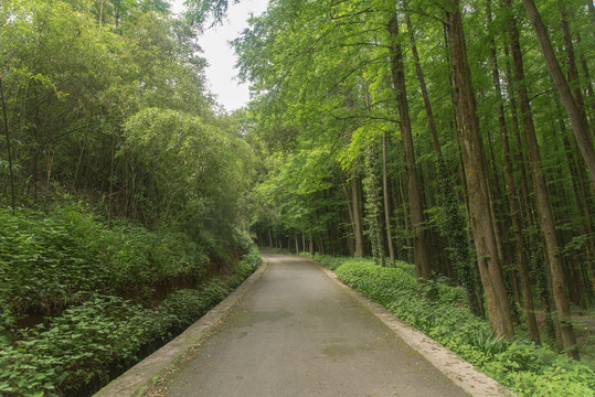 王山坪森林风光