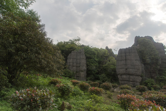 王山坪森林风光