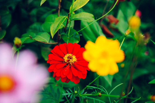 景观花卉