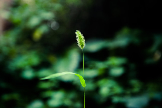 绿色草地背景