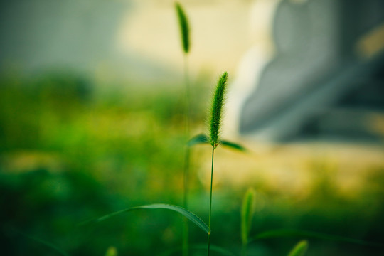 绿色草地背景