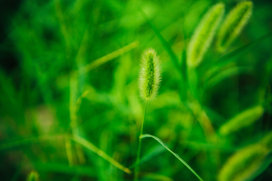 野草