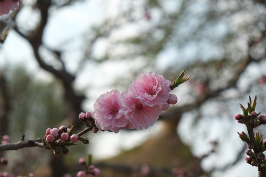 樱花图片