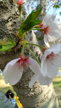 树上樱花