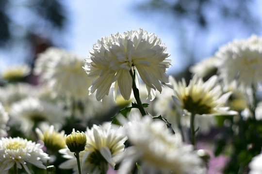 菊花