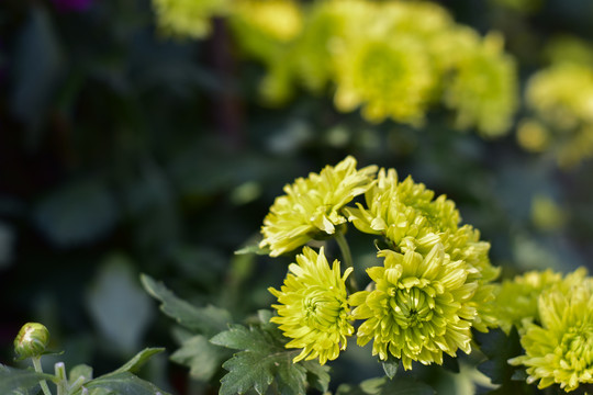 菊花