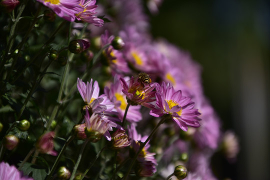 菊花