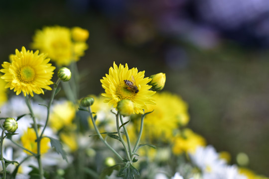 菊花