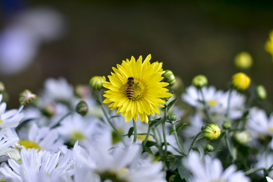 菊花