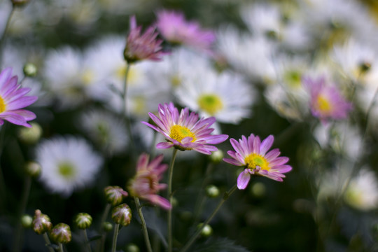 菊花