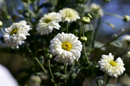 菊花