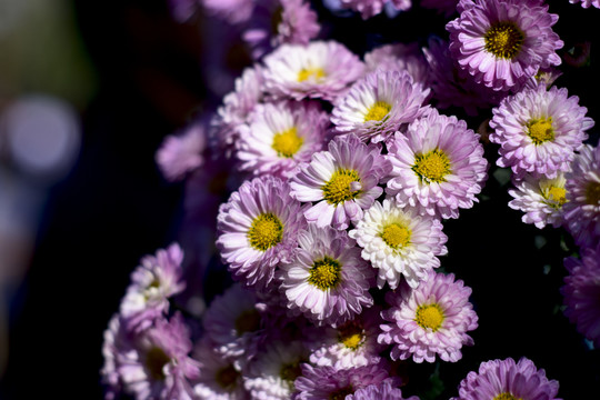 菊花