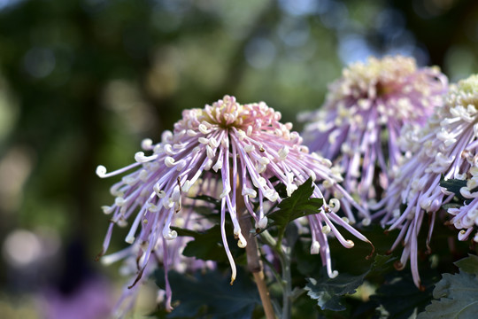 菊花