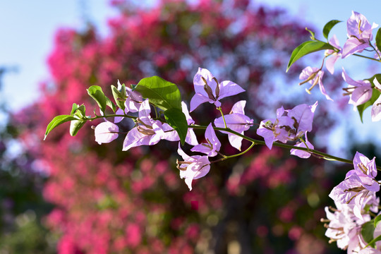 杜鹃花