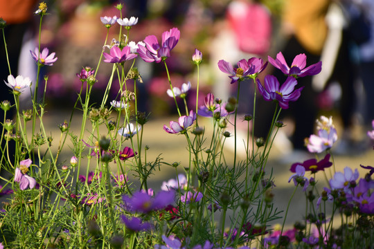 格桑花