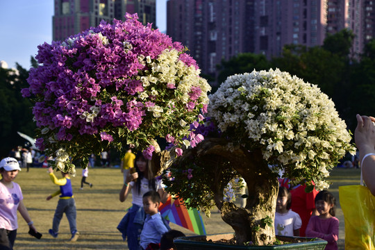 杜鹃花