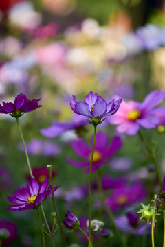 格桑花